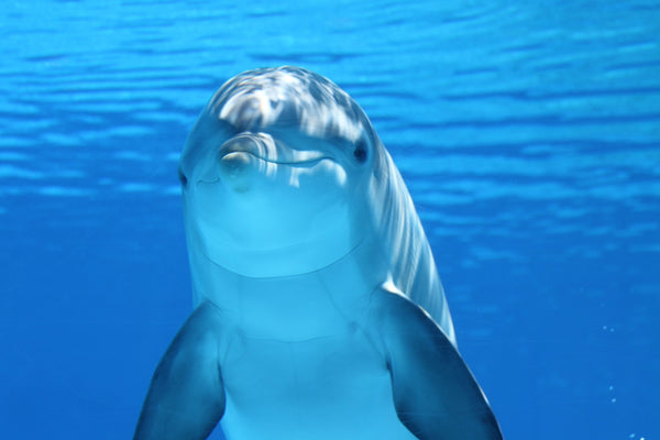 How To Do Something For World Ocean Day If You Can't Get To A Beach