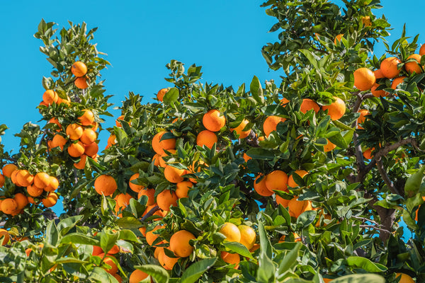 Take These Vitamins To Boost Your Immune System