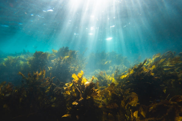 algae oil vs fish oil: which omega-3 is better?