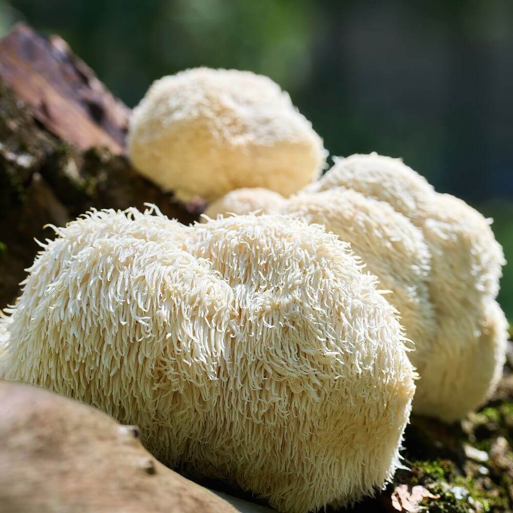 the brain-boosting mushroom