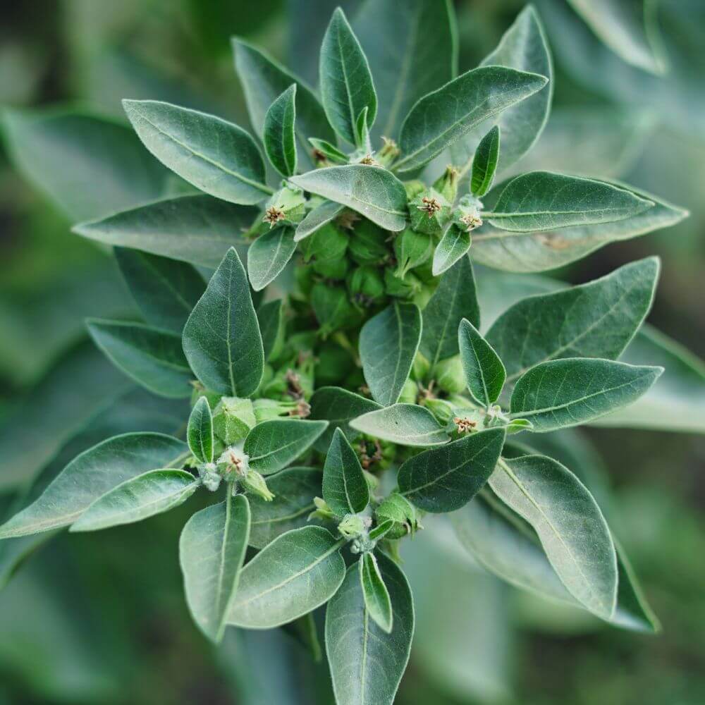 ashwagandha & rhodiola