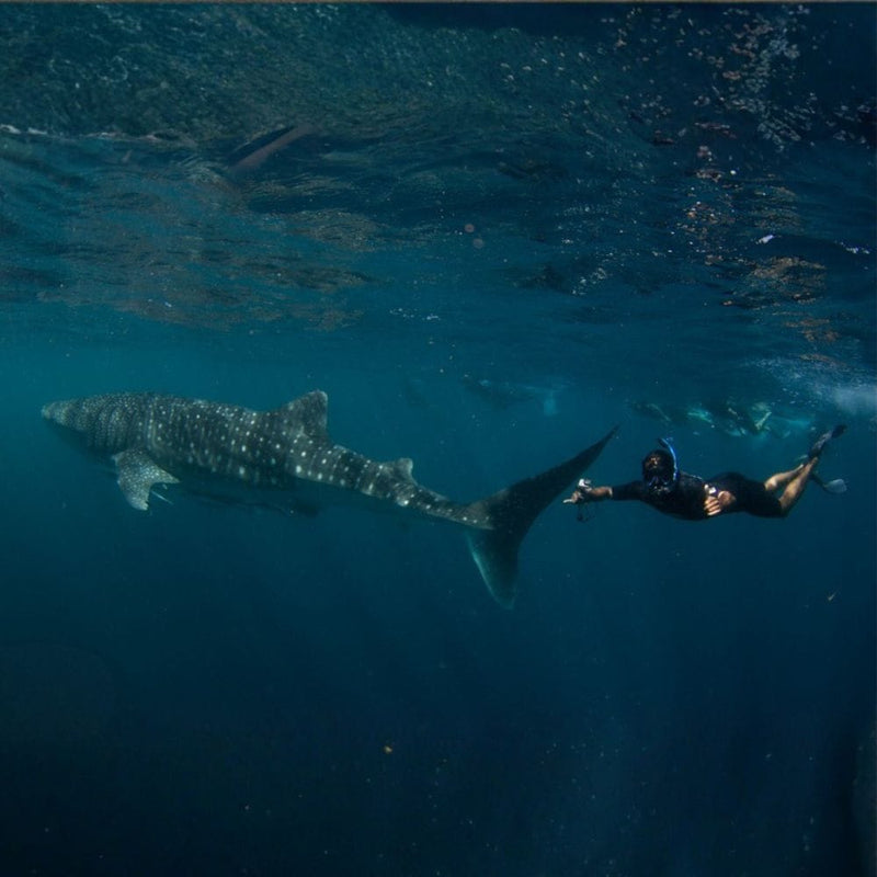 kev diving with a whale shark in western australia