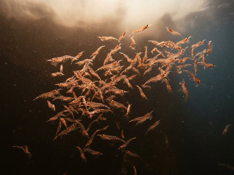 Krill