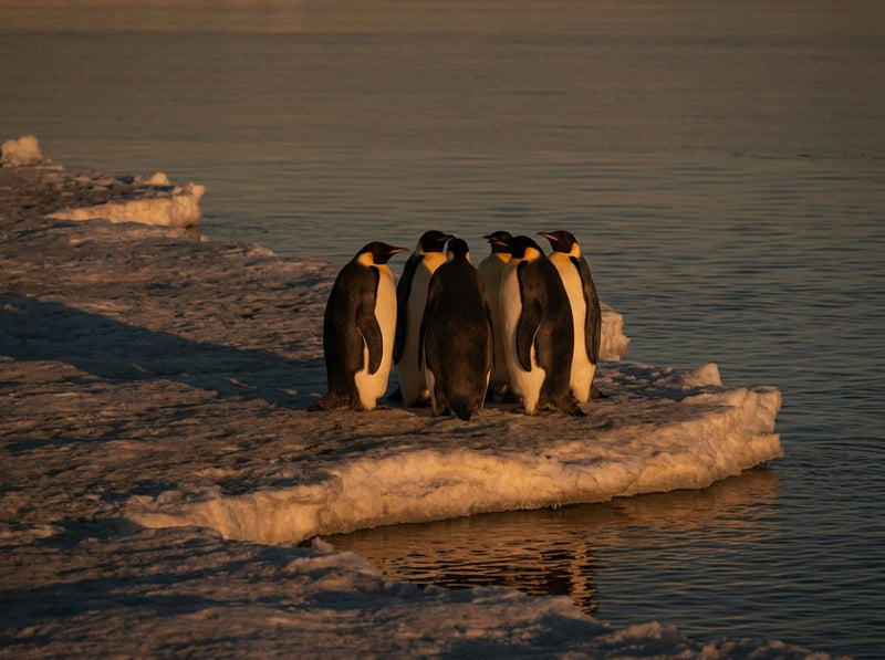 Penguins