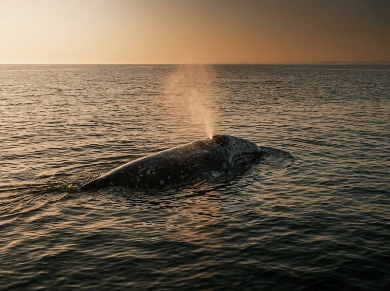 Whales