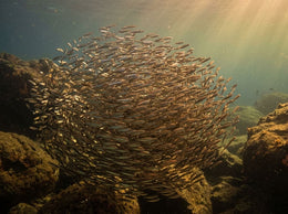 The Trouble with Fish Oil